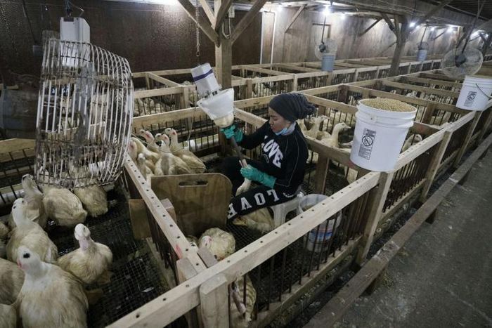 The Hudson Valley foie gras farm in Ferndale, New York