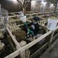The Hudson Valley foie gras farm in Ferndale, New York