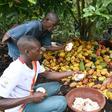 Cocoa farmers use hooked knives to break open the cocoa pods on a plantation near Sinfra in Ivory Coast's Central region