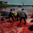 Fishermen and volunteers pull on shore pilot whales killed in a May hunt of the Faroe Islands, where pilot whaling is legal -- Bolsonaro's tweets wrongly targeted Norway, leading to ridicule of the Brazilian leader on social media