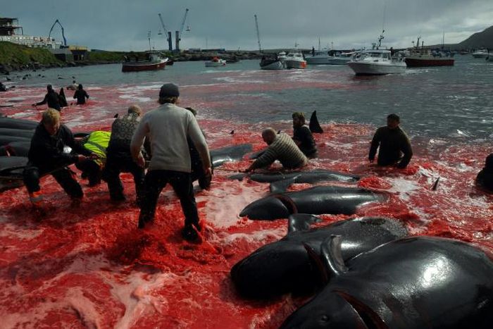 Fishermen and volunteers pull on shore pilot whales killed in a May hunt of the Faroe Islands, where pilot whaling is legal -- Bolsonaro's tweets wrongly targeted Norway, leading to ridicule of the Brazilian leader on social media