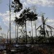 Burnt and charred trees smoulder in the Amazon rainforest in Brazil's Rondonia state