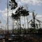 Burnt and charred trees smoulder in the Amazon rainforest in Brazil's Rondonia state