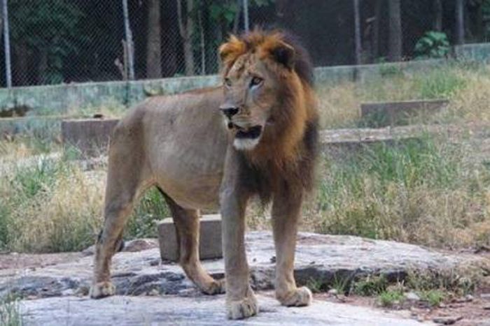 lion escapes cage (Jivenaija)