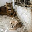Two lions and three cubs are penned in cages only a few square metres in size at a zoo in the Gaza Strip