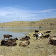 Cows graze near the Armenian village of Gndevaz, where locals are angry over goldmining plans they say could pollute their drinking water and hit tourism