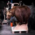 Researchers found a clear bias towards male specimens in museum collections of animals and birds dating back decades