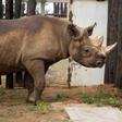 Conservation efforts have brought the black rhino population back up to around 5,000