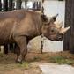 Conservation efforts have brought the black rhino population back up to around 5,000