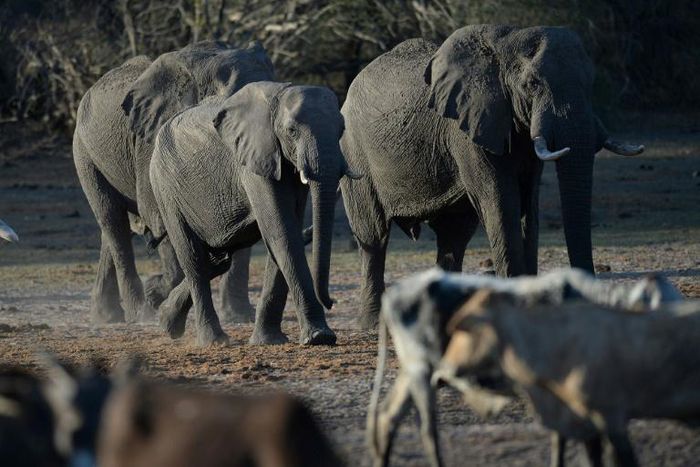 Botswana has fended off criticism of lifting a hunting ban, saying it would not threaten the elephant population