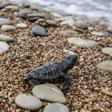 Only one in 1,000 of the tiny loggerhead turtle hatchlings will survive