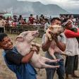 Contestants in a pig-catching competition show off their prize in Muara, Indonesia