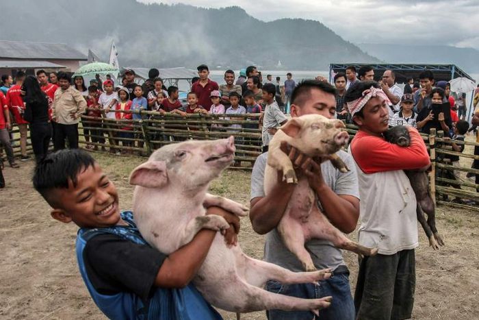 Contestants in a pig-catching competition show off their prize in Muara, Indonesia