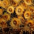 In this undated photo released by Science Advances, Cladocora caespitosa coral polyps are seen underwater near the Columbretes Islands in the Mediterranean Sea