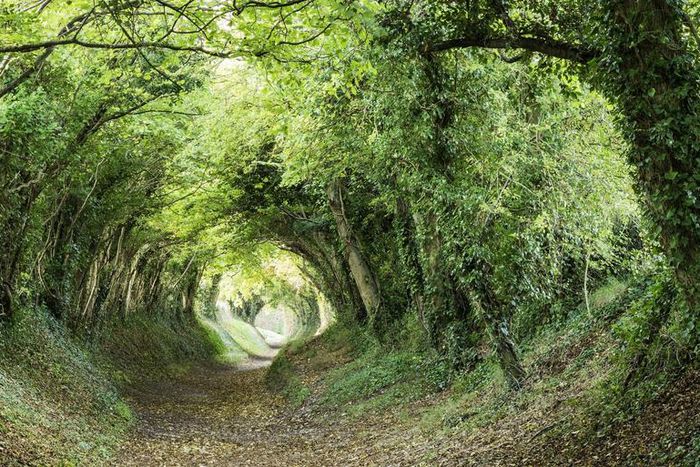 Dr. Pimple Popper Pops Fused Blackhead And Cyst