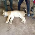 The tranquillised lion's cub (LASG)