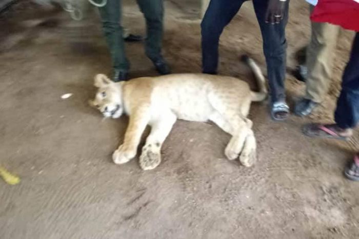 The tranquillised lion's cub (LASG)