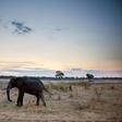 An African elephant in Hwange National Park in Zimbabwe. A recent drought has led to at least 55 elephants dying
