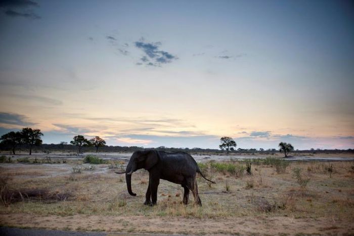 An African elephant in Hwange National Park in Zimbabwe. A recent drought has led to at least 55 elephants dying