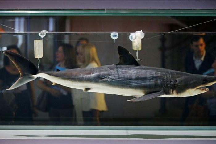 Mako sharks are often targeted for their fins which are used in shark fin soup