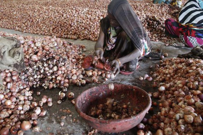 20,000 farmers affected as ‘Strange’ disease destroy N1bn onions in Kebbi/Illustrative photo. [hindustantimes]