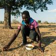 Leon Kufakunesu gathers jackalberry fruit onto a plate which his mother has resorted to serving the family as a midday meal