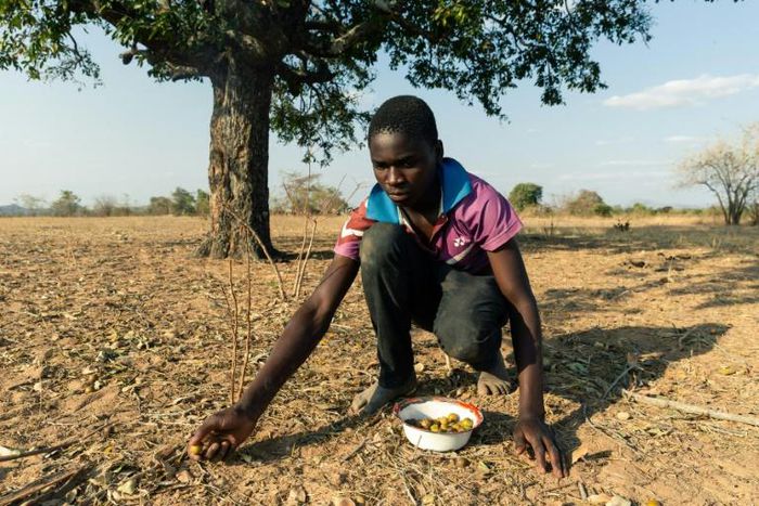 Leon Kufakunesu gathers jackalberry fruit onto a plate which his mother has resorted to serving the family as a midday meal