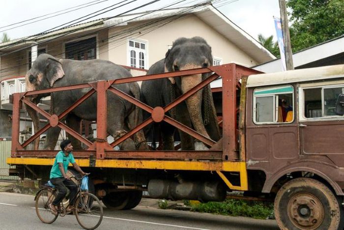 Elephants are a protected animal in Sri Lanka and new rules will increase the length of jail time for those found to have been cruel to the beasts