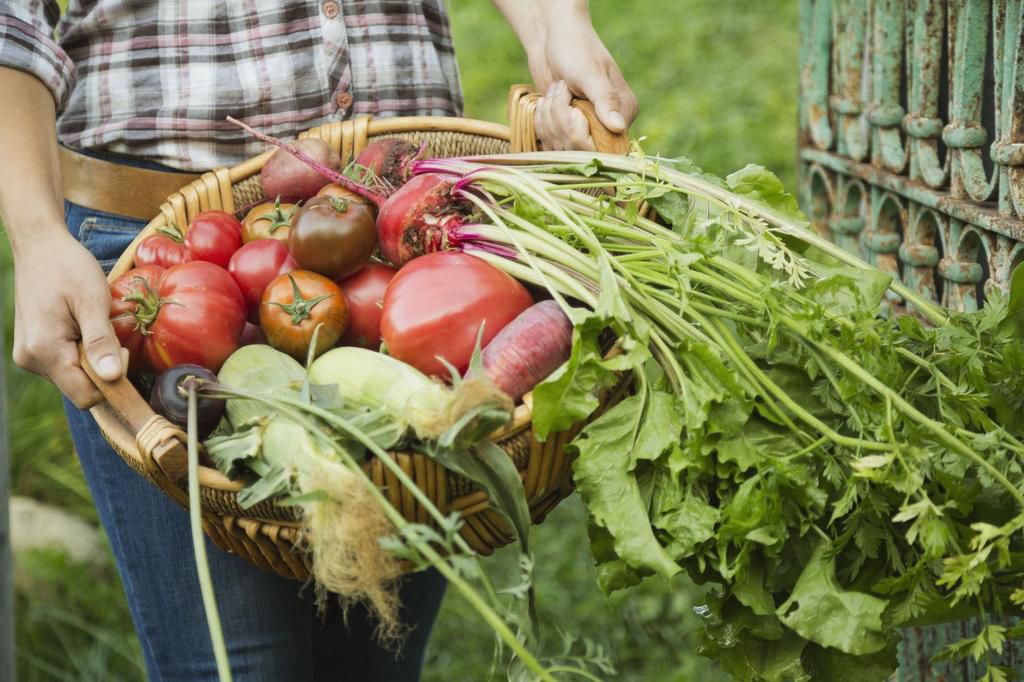 Woman carrying freshly harvested vegetables in basket
