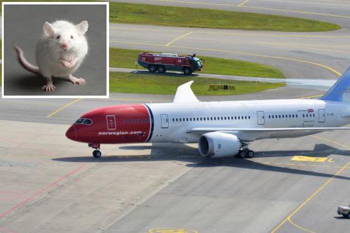 Rat delays plane take off for 12 hours in India. [industrysy]