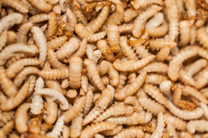 Dr. Pimple Popper Extracts 'Worm' From Scalp