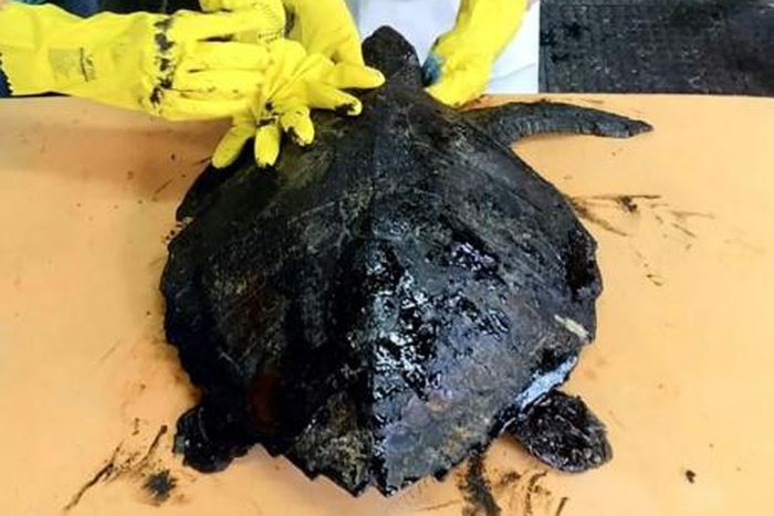 Biologists at a marine mammal rehabilitation center in Ceara State, Brazil, treating a turtle covered in oil