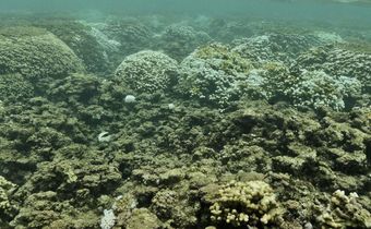 The Return of the 'Blob': Hawaii's Reefs Threatened by Marine Heat Wave