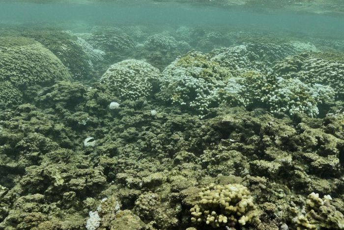 The Return of the 'Blob': Hawaii's Reefs Threatened by Marine Heat Wave