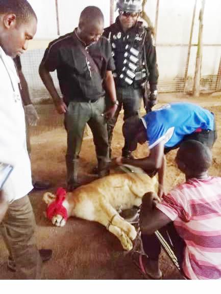 Veterinary doctor, other state officials with the tranquillised lion’s cub (LASG)