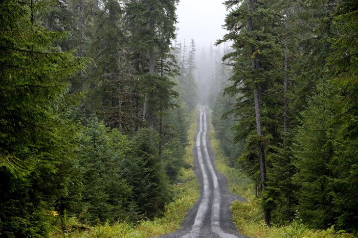Forest Service Backs an End to Limits on Roads in Alaska's Tongass Forest