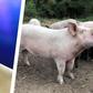 Chris Pratt's Pig Erotica Deserves Your Attention