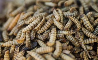 You Might Not Want to Eat Bugs. But Would You Eat Meat That Ate Bugs?