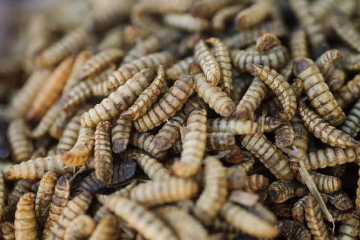 You Might Not Want to Eat Bugs. But Would You Eat Meat That Ate Bugs?