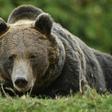 Romania has Europe's highest number of brown bears
