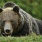 Romania has Europe's highest number of brown bears