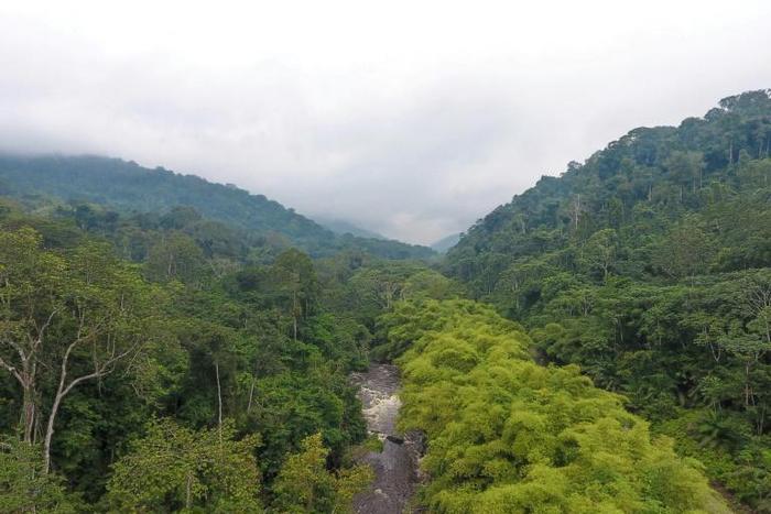 Green Gabon: The small Central African country is a rare jewel -- 90 percent of its area is covered by forest