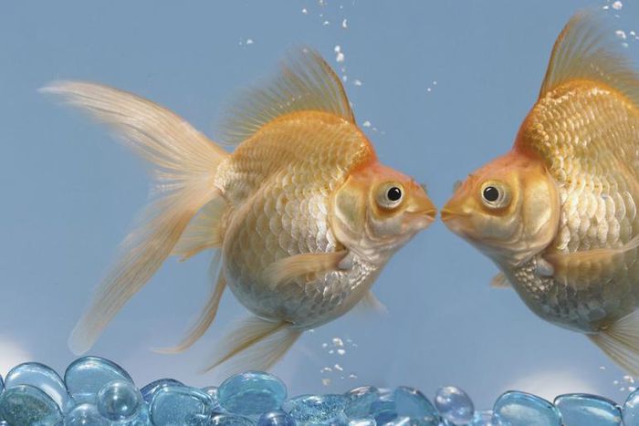 Should You Kiss On The First Date? Hmm...