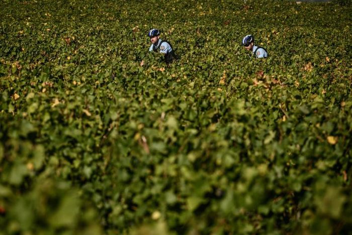 To catch a grape thief: French police ride bicycles on the lookout for trouble in Burgundy's vineyards