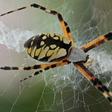 This Spider Just Ate a Bat, and That Is Not OK