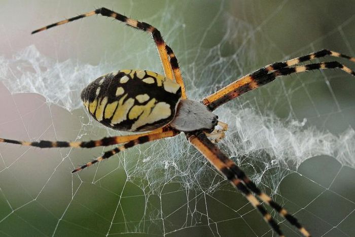 This Spider Just Ate a Bat, and That Is Not OK