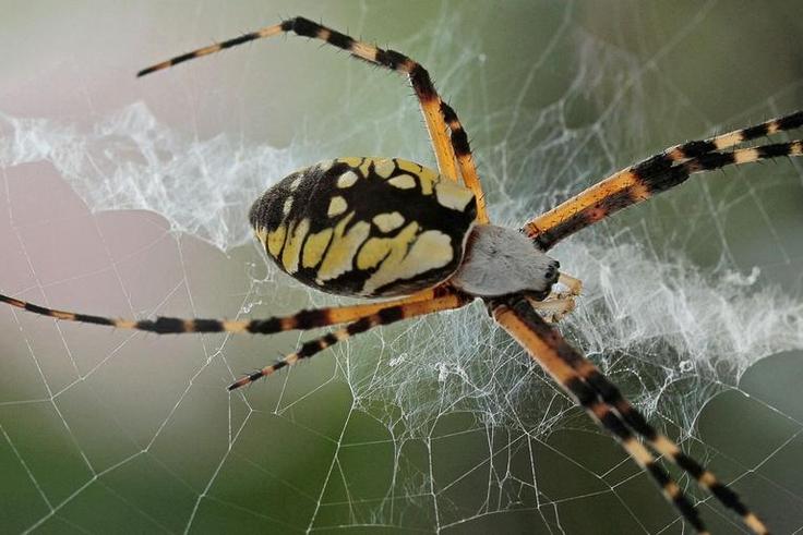 This Spider Just Ate a Bat, and That Is Not OK