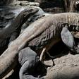 A cluster of islands in the eastern part of Indonesia are home to nearly 2,900 Komodo dragons, pictured here at Surabaya Zoo