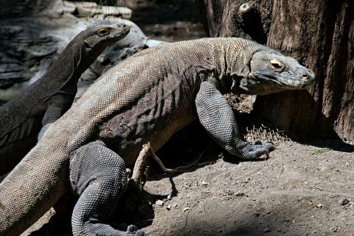 A cluster of islands in the eastern part of Indonesia are home to nearly 2,900 Komodo dragons, pictured here at Surabaya Zoo