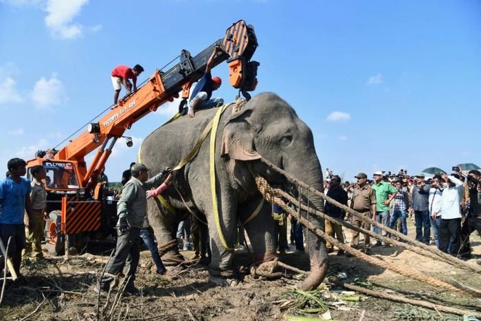 The elephant was tracked for days by forestry officers and tranquilised after a deadly rampage killed five villagers